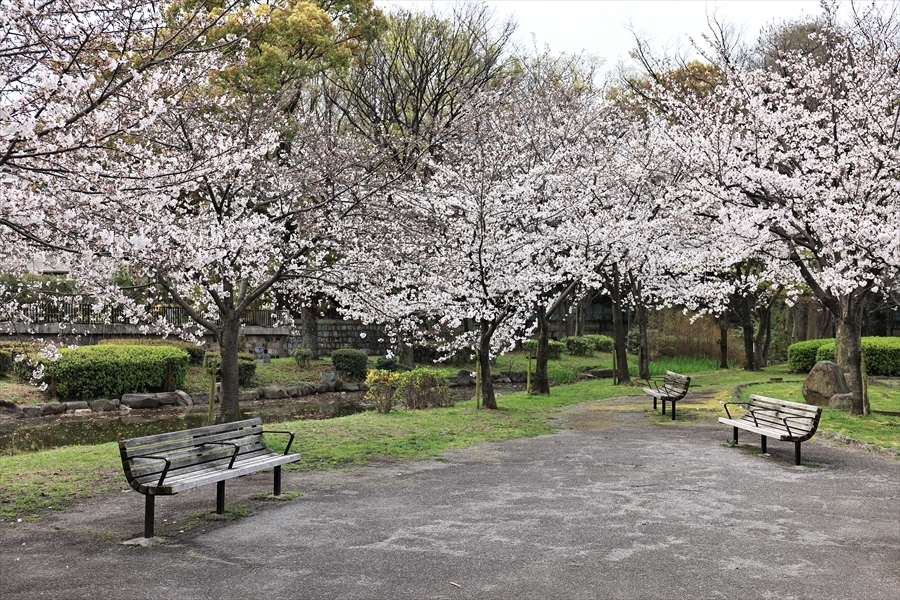 大川の桜並木