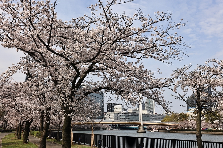 大川の桜並木